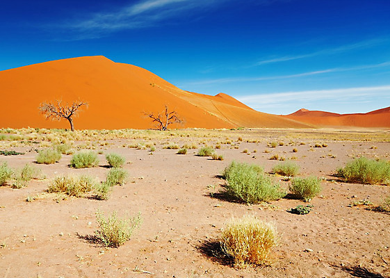 포토 JPG 해외이미지 나무 모래 오렌지 아프리카 자연 하늘 날씨 건조 풍경 사람없음 빨간색 파란색 글로벌 노란색 환경 맑음 사막 뜨거움 황무지 땅 모래언덕 사파리 가뭄 나미비아 해외202004 해외포토 식물 나라 컬러 과일 언덕 생태계 남아프리카 파일형식 이미지허브