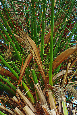 포토 JPG 해외이미지 나무 식물 꽃 섬 여행 백그라운드 잎 과일 자연 하늘 휴가 열대 항해 손바닥 사람없음 야외 초록색 컬러풀 노란색 머리 여행객 정원 꿈 벚꽃 개화 큼 코코넛 남쪽 내추럴 식용 파라다이스 해외202004 해외포토 손 컬러 배_교통 사람 신체부위 크기 방향 생태계 파일형식 이미지허브