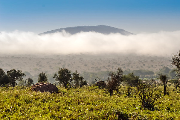 포토 JPG 해외이미지 식물 공원 백그라운드 잎 아프리카 자연 산 풍경 사람없음 초록색 여름 파란색 햇빛 일출 환경 일몰 새벽 안개 흰색 사파리 장면 마법 케냐 내추럴 뿌연 사바나 평야 수평선 해외202004 해외포토 자연요소 계절 공공시설 나라 컬러 날씨 태양 노을 생태계 파일형식 이미지허브