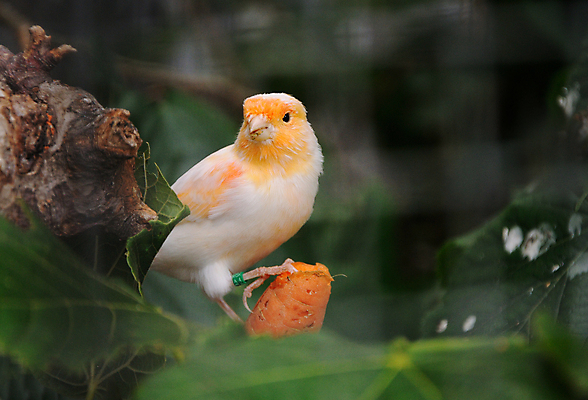 포토 JPG 해외이미지 나무 동물 척추동물 야생동물 오렌지 자연 조류 종류 앉기 사람없음 컬러풀 노란색 정원 나뭇가지 황무지 작음 깃털 부리 새장 동물상 해외202004 해외포토 식물 컬러 과일 모션 조형물 크기 생태계 케이지 파일형식 이미지허브