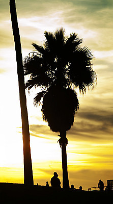 포토 JPG 해외이미지 나무 구름 실루엣 바다 오렌지 자연 하늘 파노라마 손바닥 사람 풍경 사람없음 야외 햇빛 태양 노란색 미국 황혼 일몰 그룹 군중 저녁 휴양지 캘리포니아 수평선 해외202004 해외포토 자연요소 식물 손 컬러 북아메리카 과일 촬영기법 노을 장소 야간 생태계 파일형식 이미지허브