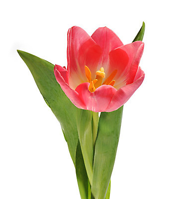 포토 JPG 해외이미지 식물 꽃잎 꽃 줄기 꽃다발 컨셉 꽃무늬 자연 휴가 부활절 기념 발렌타인데이 선물 사랑 미술 사람없음 장식 빨간색 초록색 컬러풀 정원 보라색 봄 튤립 벚꽃 흰색 인사 신선 신용카드 클래식 우아함 다발 배열 꽃집 묘사 내추럴 고립 해외202004 해외포토 계절 기념일 감정 컬러 무늬 데이이벤트 문화예술 금융 상점 예절 생태계 파일형식 이미지허브