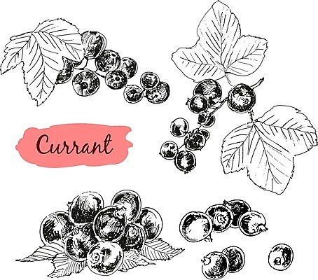 EPS 해외이미지 식물 열매 음식 잎 다이어트 과일 일러스트 재료 자연 건강 세트 약 정원 검은색 수확 흰색 신선 달콤 혼합 수집 먹기 오브젝트 그림 손그림 건강식 고립 그런지 숙성 채식주의자 디테일 비건 해외202004 해외일러스트 컬러 농업 의학 모션 맛 생태계 채식 파일형식 벡터 이미지허브