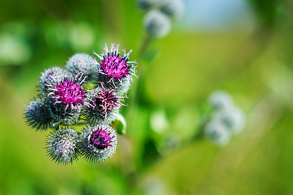 포토 JPG 해외이미지 식물 동물 꽃 야생동물 분홍색 곤충 백그라운드 꽃무늬 농업 자연 벽지 사람없음 빨간색 컬러풀 노란색 정원 검은색 봄 개화 꿀벌 수분 수집 제비꽃 에코 생태계 꽃가루 꿀 내추럴 해외202004 해외포토 계절 산업 컬러 무늬 환경 벌_곤충 가루 파일형식 이미지허브