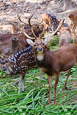 포토 JPG 해외이미지 동물 음식 밭 포유류 자연 초식동물 사슴 뿔 동물원 풍경 성인 사람없음 야외 초록색 농장 갈색 목장 점 방목 귀 먼지 당나귀 망아지 많음 해외202004 해외포토 새끼 컬러 컨셉 농업 사람 신체부위 말_동물 축산업 생태계 파일형식 이미지허브