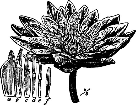 EPS 해외이미지 꽃잎 호수 선 일러스트 미술 물 검은색 수확 흰색 백합 그림 향기 판화 꽃수술 해외202004 해외일러스트 자연요소 꽃 컬러 농업 문화예술 냄새 파일형식 벡터 식물 산업 이미지허브