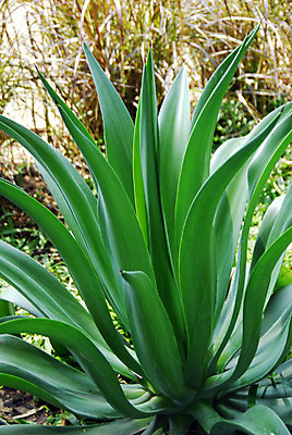 포토 JPG 해외이미지 식물 자연 선인장 건조 사람없음 초록색 컬러풀 정원 화장품 사막 가시 약초 허브 원예 조경 스펀지 알로에 해외202004 해외포토 컬러 취미 뷰티 풀_식물 생태계 파일형식 이미지허브