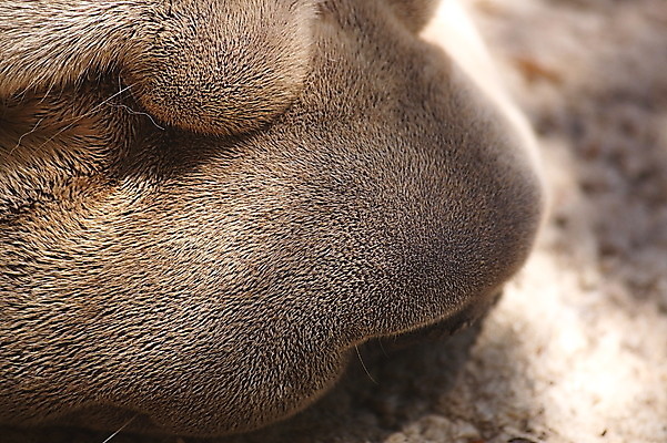 포토 JPG 해외이미지 동물 포유류 털 사람없음 반려동물 갈색 흰색 개 강아지 송곳니 기르기 복종 유래 해외202004 해외포토 컬러 치아 돌봄 파일형식 이미지허브