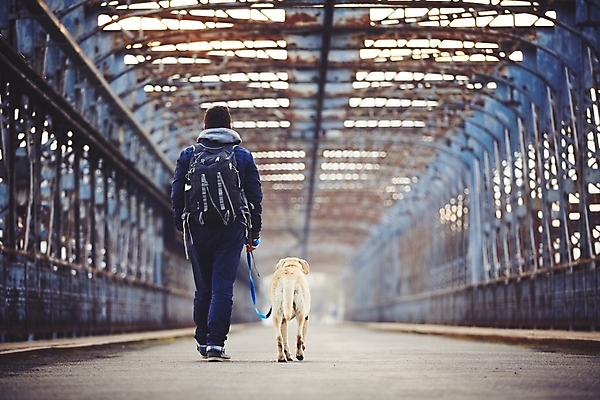 포토 JPG 해외이미지 동물 라이프스타일 남자 도로 여행 모션 함께함 한명 사람 성인 야외 반려동물 우정 산책 하이킹 개 철 집중 동료 주인 송곳니 깊이 백패커 옛날 충실 해외202004 해외포토 1 길 컨셉 포유류 관계 교통시설 레저 휴식 생활 친구 치아 파일형식 이미지허브