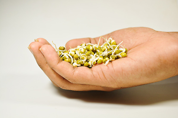 포토 JPG 해외이미지 식물 손 음식 백그라운드 컨셉 농업 채소 재료 자연 콩 건조 건강 씨앗 사람없음 초록색 새싹 성장 흰색 그룹 낟알 유기농 날것 내추럴 고립 단백질 돌봄 모종 생식 채식주의자 해외202004 해외포토 웰빙 산업 컬러 모션 곡류 신체부위 생태계 채식 영양소 파일형식 이미지허브