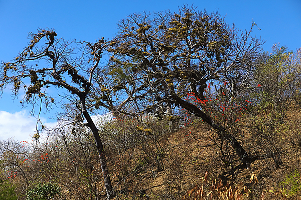 포토 JPG 해외이미지 나무 식물 지구 자연 하늘 수염 건조 이끼 사람없음 야외 가로 파란색 맑음 흙 덮개 씻기 숲 에콰도르 주인 남쪽 내추럴 옛날 해외202004 해외포토 컬러 날씨 청결 뚜껑 남아메리카 방향 생태계 파일형식 이미지허브