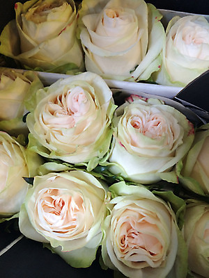 포토 JPG 해외이미지 식물 계절 꽃잎 꽃 분홍색 꽃다발 꽃무늬 자연 발렌타인데이 종류 사랑 사람없음 초록색 컬러풀 장미 벚꽃 흰색 축하 신선 개화 가시 자르기 다발 배열 크림 유기농 향기 열정 부드러움 해외202004 해외포토 웰빙 감정 컬러 컨셉 무늬 모션 데이이벤트 감각 생태계 냄새 파일형식 이미지허브