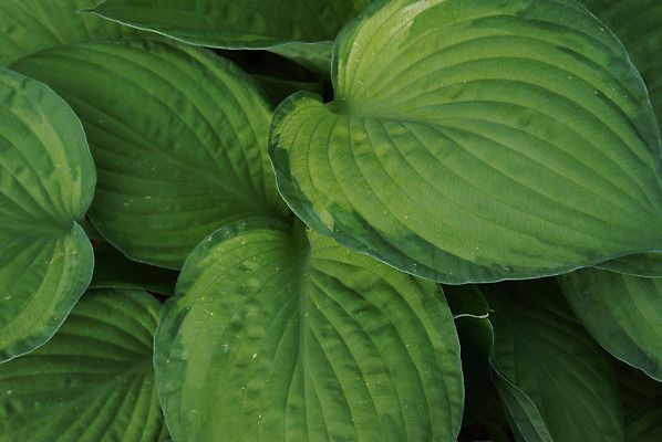 포토 JPG 해외이미지 식물 계절 백그라운드 잎 패턴 자연 추상 사람없음 야외 초록색 환경 정원 봄 성장 신선 숲 묘사 유기농 원예 질감 내추럴 해외202004 해외포토 웰빙 컬러 무늬 취미 생태계 파일형식 이미지허브