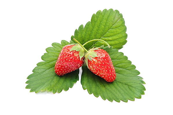 포토 JPG 해외이미지 열매 꽃 음식 백그라운드 잎 다이어트 과일 자연 딸기 디저트 건강 3 사람없음 빨간색 초록색 정원 활발 흰색 신선 최고 달콤 맛 큼 자르기 유기농 내추럴 고립 숙성 식용 채식주의자 많음 해외202004 해외포토 식물 웰빙 컬러 컨셉 모션 크기 생태계 채식 파일형식 이미지허브