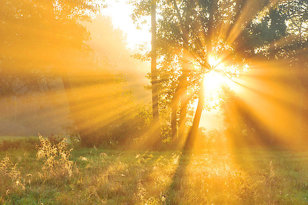 포토 JPG 해외이미지 나무 계절 공원 단풍 낙엽 잎 자연 그림자 풍경 사람없음 야외 목재 빨간색 초록색 빛 컬러풀 햇빛 태양 노란색 일출 환경 어둠 침묵 황혼 새벽 활발 안개 가을 시골 황금 숲 신비 장면 지역 10월 내추럴 해외202004 해외포토 자연요소 식물 공공시설 컬러 컨셉 재료 날씨 노을 소리 일몰 날짜 생태계 파일형식 이미지허브