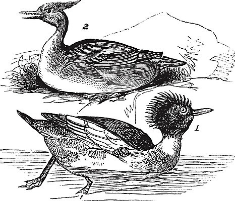 EPS 해외이미지 동물 여자 남자 호수 야생동물 날개 일러스트 자연 조류 오리 미술 야외 물 검은색 수확 골동품 흰색 그림 부리 판화 물새 동물상 옛날 해외202004 해외일러스트 자연요소 컬러 농업 문화예술 사람 조형물 생태계 파일형식 벡터 이미지허브