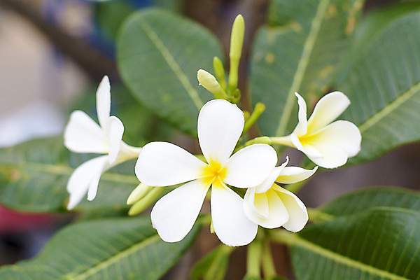 포토 JPG 해외이미지 나무 식물 꽃 분홍색 태국 자연 사람없음 빨간색 노란색 벚꽃 흰색 신선 순수 해외202004 해외포토 아시아 컬러 컨셉 생태계 파일형식 이미지허브