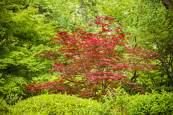 포토 JPG 해외이미지 나무 식물 계절 백그라운드 단풍 잎 자연 사람없음 목재 장식 빨간색 초록색 정원 봄 해외202004 해외포토 컬러 재료 생태계 파일형식 이미지허브