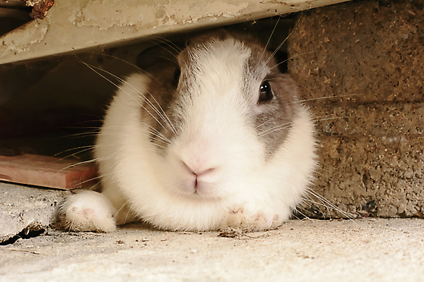 포토 JPG 해외이미지 동물 야생동물 포유류 자연 사람없음 반려동물 회색 흰색 토끼 작음 큼 귀 해외202004 해외포토 컬러 신체부위 크기 생태계 파일형식 이미지허브