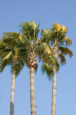 포토 JPG 해외이미지 나무 물결 손바닥 사람없음 황혼 일몰 저녁 불기 해외202004 해외포토 식물 손 모션 노을 야간 파일형식 이미지허브