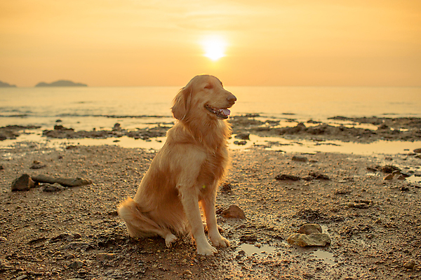 포토 JPG 해외이미지 동물 구름 행복 물결 모래 바다 자연 하늘 전등 산 털 미소 풍경 사람없음 야외 물 친구 빛 반려동물 컬러풀 태양 노란색 맑음 일몰 흰색 시간 황금 개 골든리트리버 스카이라인 내추럴 순간 해외202004 해외포토 자연요소 감정 컬러 포유류 관계 날씨 조명 표정 노을 리트리버 생태계 파일형식 이미지허브