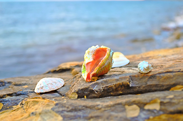 포토 JPG 해외이미지 구름 모래 파도 바다 여행 백그라운드 자연 하늘 휴가 조개 휴식 연체동물 해변 사람없음 야외 물 여름 파란색 햇빛 우주 맑음 침묵 껍질 바위 소라 오브젝트 태평양 석호 해외202004 해외포토 자연요소 계절 컬러 컨셉 날씨 어패류 무척추동물 태양 소리 돌_바위 생태계 파일형식 이미지허브