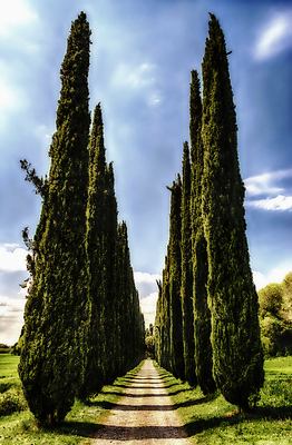 포토 JPG 해외이미지 나무 식물 전통 유럽 도로 길 여행 밭 농업 자연 하늘 주택 풍경 사람없음 야외 농가 농장 농경지 이탈리아 산책 시골 로마 땅 지중해 빌라 그림 토스카나 해외202004 해외포토 나라 산업 바다 교통시설 휴식 건물 생태계 파일형식 이미지허브