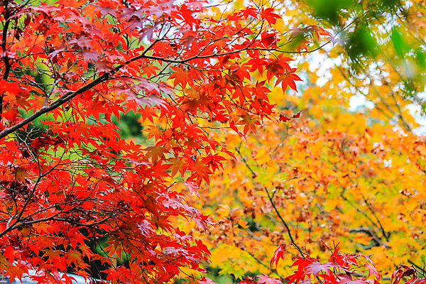 포토 JPG 해외이미지 나무 식물 계절 공원 실루엣 도로 여행 백그라운드 무지개 잎 패턴 자연 하늘 지붕 휴식 풍경 사람없음 빨간색 파란색 빛 컬러풀 햇빛 태양 정원 일본 활발 덮개 가을 나뭇가지 신선 보행로 닫기 숲 그늘 오솔길 강렬 해외202004 해외포토 자연요소 공공시설 아시아 길 컬러 컨셉 무늬 교통시설 모션 촬영기법 뚜껑 생태계 파일형식 이미지허브