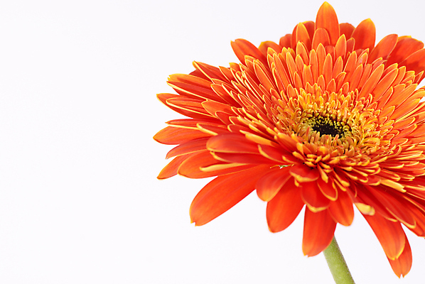 포토 JPG 해외이미지 식물 1 계절 꽃잎 꽃 분홍색 백그라운드 꽃무늬 오렌지 자연 선물 사람없음 장식 빨간색 컬러풀 노란색 머리 정원 봄 성장 벚꽃 흰색 신선 개화 닫기 묘사 오브젝트 싱글 데이지 거베라 내추럴 고립 해외202004 해외포토 컬러 무늬 과일 모션 신체부위 생태계 파일형식 이미지허브