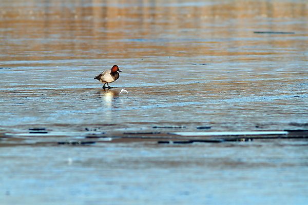 포토 JPG 해외이미지 동물 계절 공원 남자 호수 야생동물 겨울 자연 조류 표면 새로움 거리 오리 사람없음 야외 물 파란색 강 반사 환경 냉동 얼음 추위 흰색 연못 오픈 깃털 서리 장면 동물상 흥미 미니멀리스트 미니멀 해외202004 해외포토 자연요소 공공시설 컬러 컨셉 사람 조형물 생태계 파일형식 이미지허브