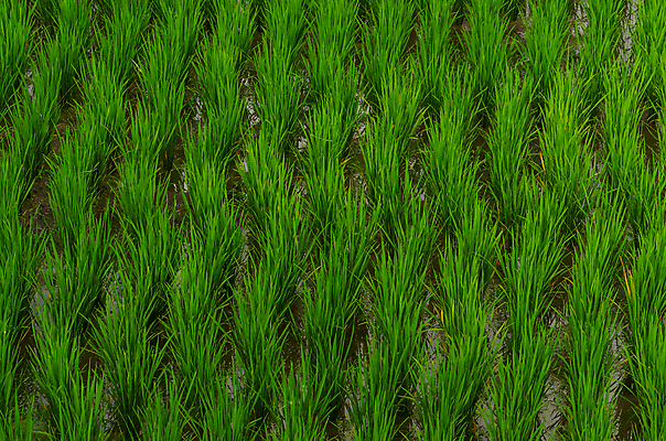 포토 JPG 해외이미지 구름 직업 문화 음식 밭 농업 자연 하늘 밥 씨앗 풍경 사람없음 초록색 물 여름 야자수 태양 세일 세계문화유산 수확 성장 시골 농부 홍수 투자 발리 인도네시아 숙성 해외202004 해외포토 자연요소 나무 식물 계절 산업 아시아 컬러 섬 비즈니스 문화재 자연재해 생태계 파일형식 이미지허브