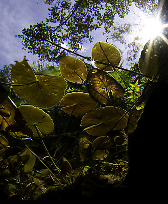 포토 JPG 해외이미지 식물 바다 여행 백그라운드 자연 하늘 휴가 멕시코 사람없음 초록색 물 파란색 컬러풀 햇빛 태양 평화 환경 수중 중앙아메리카 동굴 다이빙 유카탄 석회암 해외202004 해외포토 자연요소 컬러 컨셉 북아메리카 아메리카 수영 암석 생태계 수중스포츠 파일형식 이미지허브