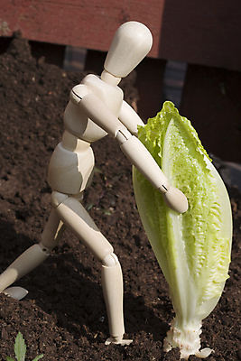 포토 JPG 해외이미지 식물 모델 지구 음식 잎 밭 농업 다이어트 채소 건강 서기 사람 사람없음 목재 초록색 농작물 장난감 숫자 농장 머리 정원 식사 흙 봄 샐러드 수확 신선 상추 마네킹 땅 먹기 유기농 밭일 채식주의자 해외202004 해외포토 나무 문자 웰빙 계절 산업 컬러 재료 모션 신체부위 채식 파일형식 이미지허브