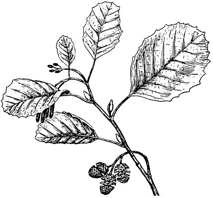 EPS 해외이미지 꽃 선 일러스트 미술 검은색 수확 흰색 그림 판화 꽃수술 해외202004 해외일러스트 식물 컬러 농업 문화예술 파일형식 벡터 산업 이미지허브