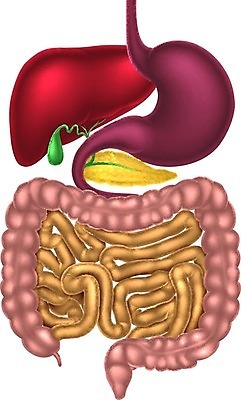 EPS 해외이미지 남자 과학 신체 일러스트 해부 건강 사람 내부 약 3D 오르간 작음 큼 그림 생물학 간 시스템 몸통 췌장 고립 복근 초보 해외202004 해외일러스트 교육 의학 근육 신체부위 장기_의학 건반악기 크기 디지털합성 파일형식 벡터 이미지허브