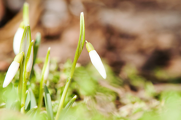 포토 JPG 해외이미지 식물 계절 꽃잎 꽃 잎 꽃무늬 밭 자연 따뜻함 텐트 사람없음 야외 목재 초록색 파란색 빛 햇빛 태양 새싹 정원 계곡 맑음 봄 벚꽃 종 흰색 신선 개울 숲 보석 내추럴 삼림지대 아네모네 취급주의 프리뮬러 헌병 해외202004 해외포토 자연요소 나무 컬러 무늬 농업 재료 날씨 캠핑도구 경고 강 군인 광석 생태계 파일형식 이미지허브