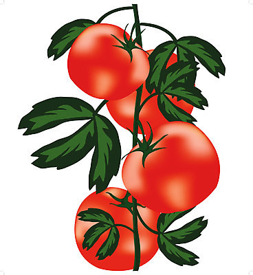 EPS 해외이미지 식물 음식 토마토 채소 과일 일러스트 빨간색 수확 시골 시트 숙성 해외202004 해외일러스트 컬러 농업 파일형식 벡터 이미지허브