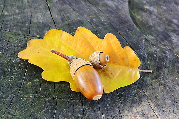 포토 JPG 해외이미지 나무 식물 디자인 계절 공원 백그라운드 컨셉 단풍 잎 과일 자연 건조 씨앗 사람없음 야외 목재 초록색 빛 갈색 노란색 환경 정원 견과류 성장 가을 황금 숲 묘사 질감 도토리 추수감사절 내추럴 카피스페이스 해외202004 해외포토 공공시설 기독교 컬러 재료 공백 생태계 파일형식 이미지허브