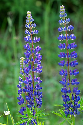 포토 JPG 해외이미지 식물 꽃 꽃무늬 밭 자연 사람없음 파란색 컬러풀 정원 보라색 봄 들꽃 벚꽃 다발 제비꽃 해외202004 해외포토 계절 컬러 무늬 농업 생태계 파일형식 이미지허브