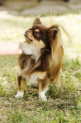 포토 JPG 해외이미지 동물 응시 공원 장난 포유류 멕시코 털 건강 서기 잔디 사람없음 야외 반려동물 장난감 머리카락 머리 믿음 초콜릿 가축 활발 코트 흰색 표현 용기 지갑 개 선탠 사과 작음 크림 코 꼬리 귀 부드러움 목 치와와 송곳니 기르기 동반자 복종 신앙심 아기사슴 유래 총구 충실 해외202004 해외포토 식물 그릇 시선 공공시설 감정 새끼 컬러 컨셉 북아메리카 과일 모션 사슴 디저트 신체부위 외투 감각 치아 크기 돌봄 파일형식 이미지허브