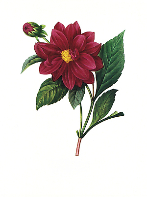 JPG 해외이미지 식물 꽃 꽃다발 일러스트 붓터치 수채화 사람없음 들꽃 그림 번짐 해외202004 해외일러스트 파일형식 효과 이미지허브