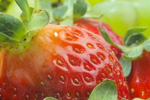 포토 JPG 식물 열매 과일 딸기 사람없음 농작물 청포도 빨간딸기 왕딸기 국내포토 농업 포도 파일형식