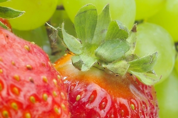 포토 JPG 식물 열매 과일 딸기 사람없음 농작물 청포도 빨간딸기 왕딸기 국내포토 농업 포도 파일형식