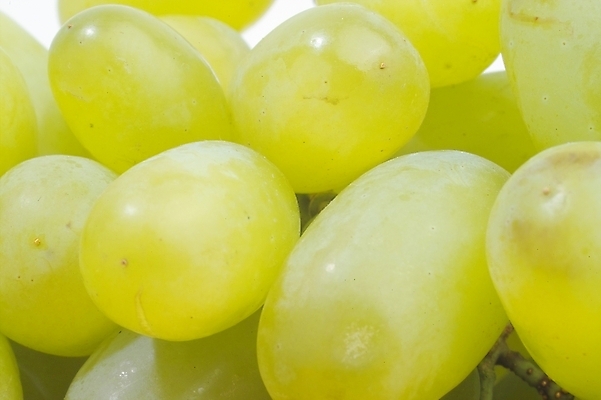 포토 JPG 식물 과일 포도 사람없음 초록색 여름 농작물 청포도 입하 국내포토 계절 컬러 농업 절기 파일형식