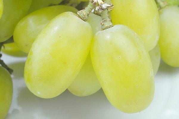 포토 JPG 식물 웰빙 과일 포도 사람없음 초록색 여름 농작물 청포도 입하 국내포토 계절 컬러 농업 절기 파일형식