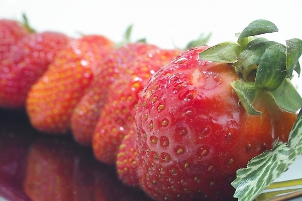 포토 JPG 식물 웰빙 열매 과일 딸기 사람없음 농작물 빨간딸기 왕딸기 국내포토 농업 파일형식