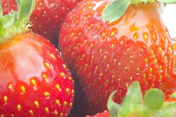 포토 JPG 식물 접시 열매 과일 딸기 사람없음 농작물 빨간딸기 왕딸기 국내포토 식기 농업 파일형식