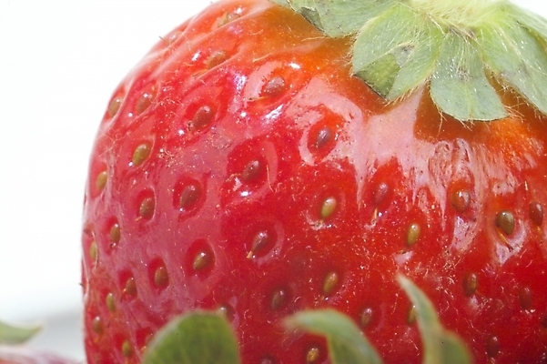 포토 JPG 식물 열매 과일 딸기 사람없음 농작물 빨간딸기 왕딸기 국내포토 농업 파일형식