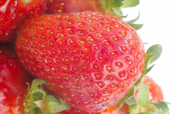 포토 JPG 식물 웰빙 열매 과일 딸기 사람없음 농작물 빨간딸기 왕딸기 국내포토 농업 파일형식