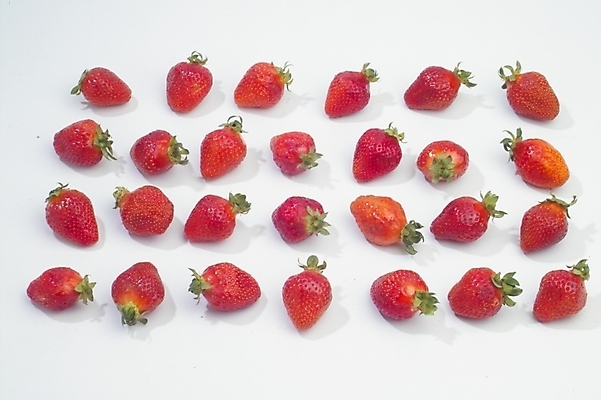 포토 JPG 식물 열매 과일 딸기 사람없음 농작물 빨간딸기 왕딸기 국내포토 농업 파일형식